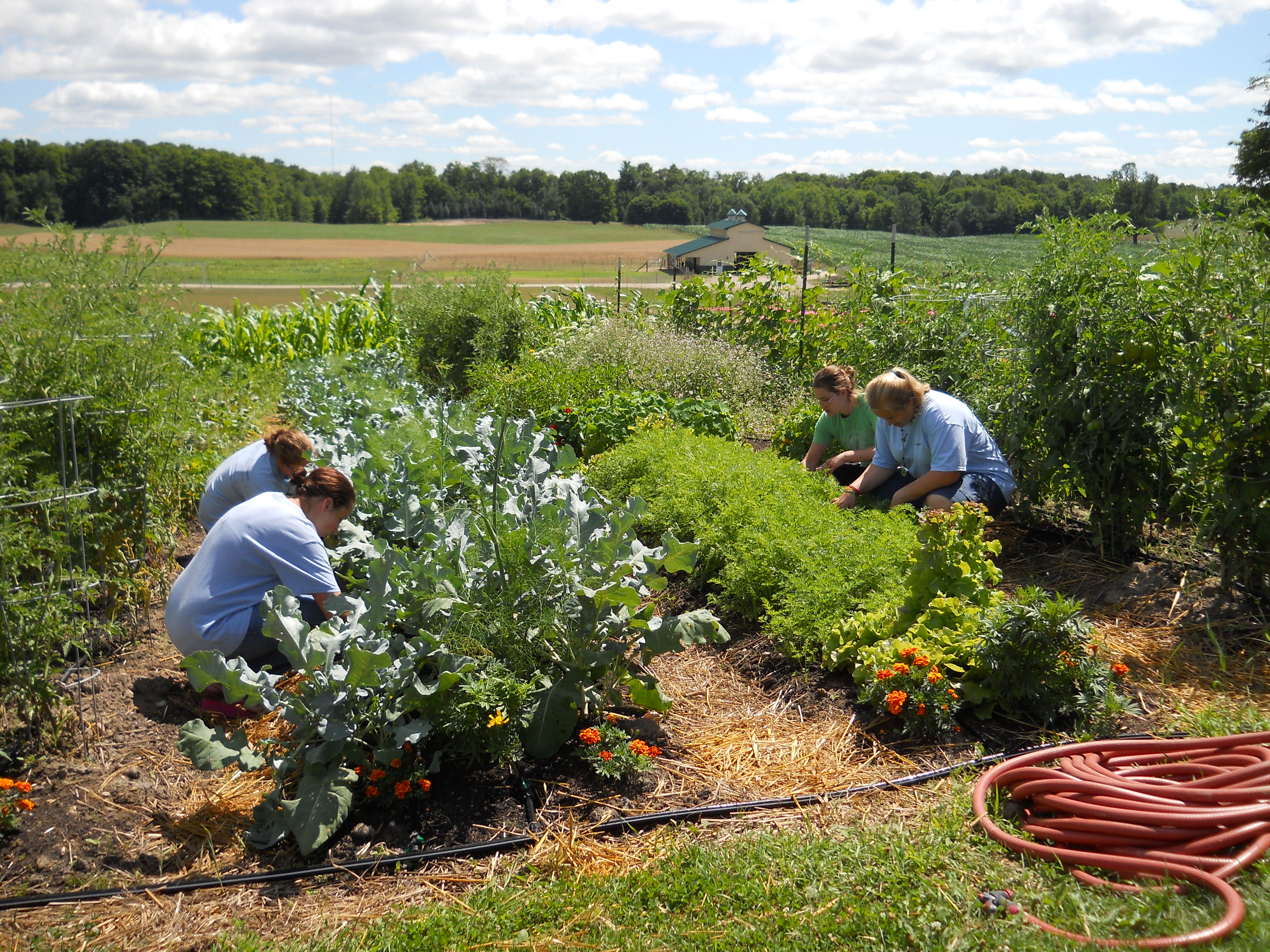 how-much-does-it-cost-to-start-a-farm-farm-animals